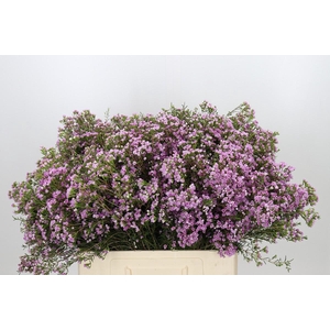 Chamelaucium Pirouette