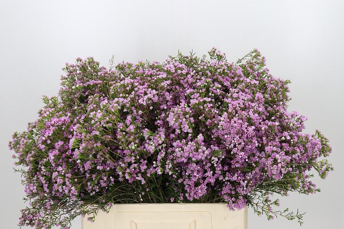 <h4>Chamelaucium Pirouette</h4>