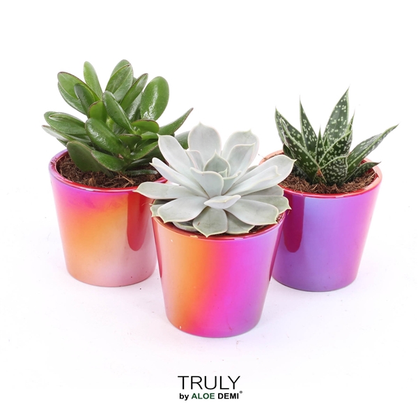 <h4>TRULY succulent Red - pearl shine</h4>