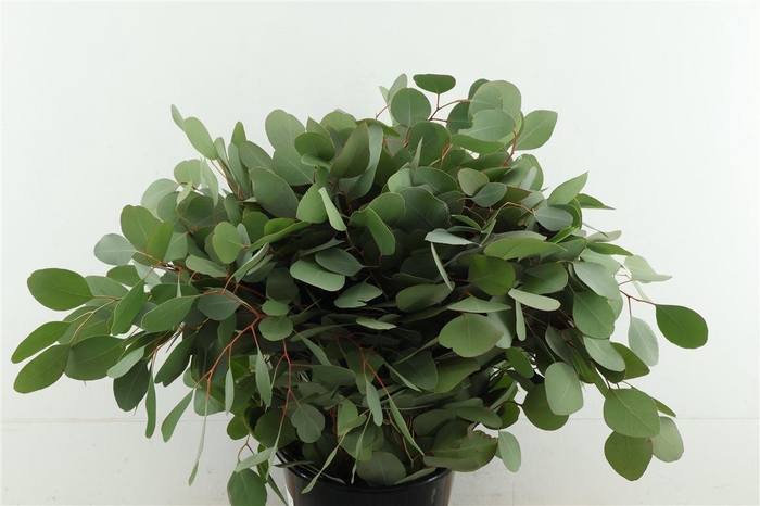 <h4>Euc Populus</h4>