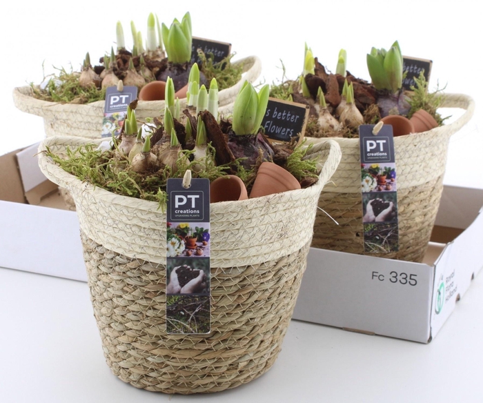 <h4>ARR BOL KNOLGEWAS</h4>