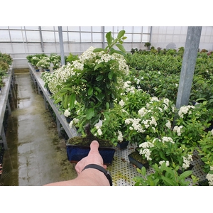 Pyracantha angustifolia 15cm.