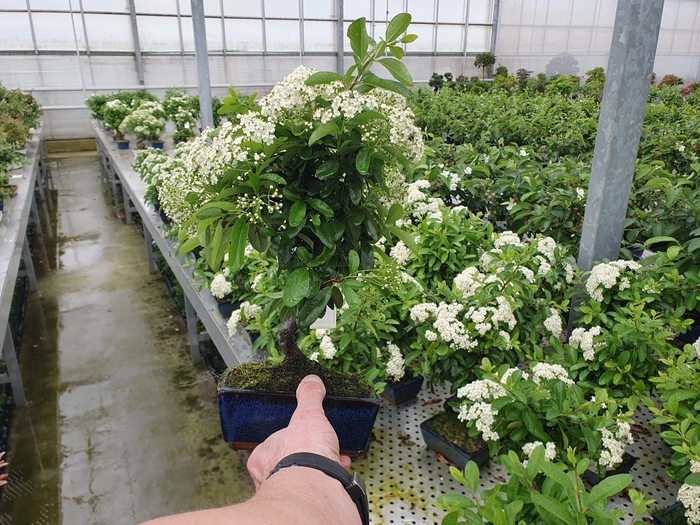<h4>Pyracantha angustifolia 15cm.</h4>