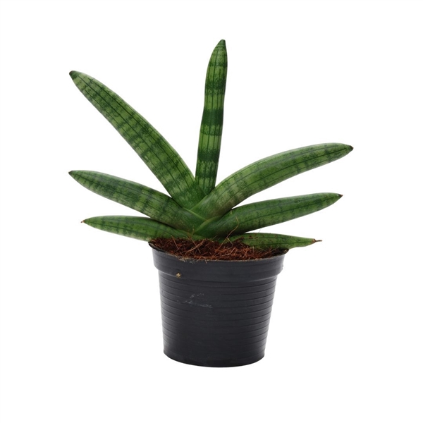 <h4>Sansevieria Skyline P10,5</h4>