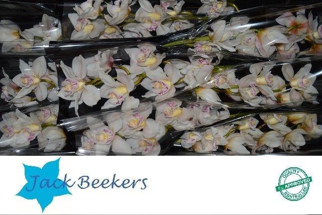 <h4>CYMB T STEFFI</h4>