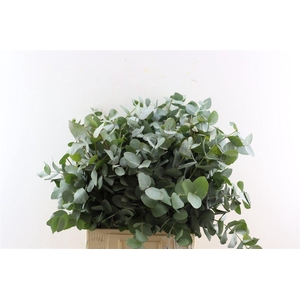 Euca Cinerea 300gr South Africa P Bunch