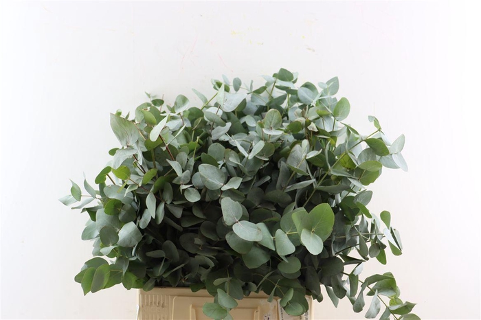 <h4>Euca Cinerea 300gr South Africa P Bunch</h4>