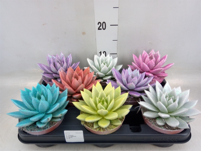 <h4>Echeveria  'Miranda'</h4>