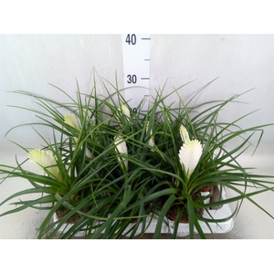Tillandsia cyanea 'Biancini'