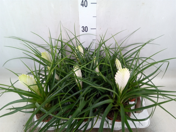 <h4>Tillandsia cyanea 'Biancini'</h4>
