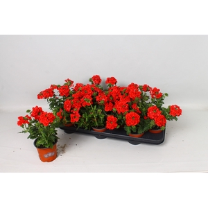 VERBE EMP DARK RED