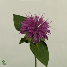 Monarda Paars