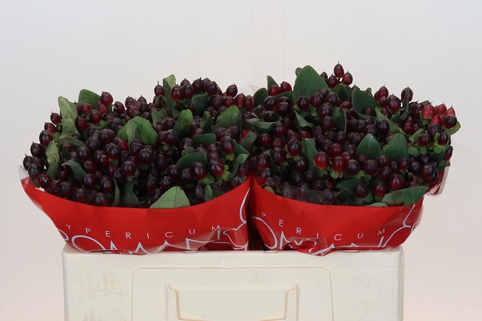 Hypericum Rocky Romance