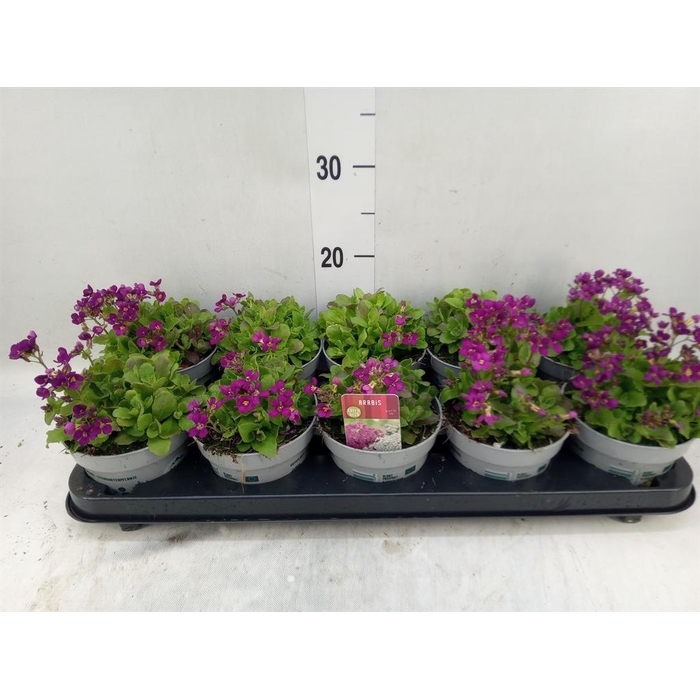 <h4>Arabis caucasica 'Ltt Treas D Rose'</h4>
