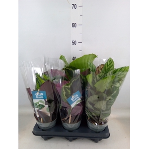 Calathea   ...mix