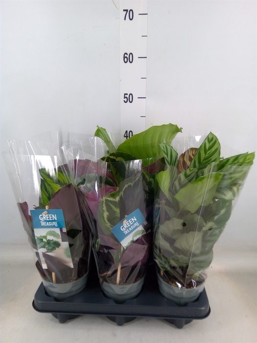 <h4>Calathea   ...mix</h4>