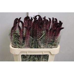 Lysim Atropurpurea