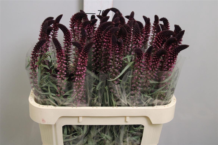 <h4>Lysim Atropurpurea</h4>