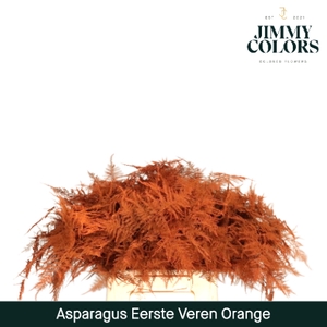 Asparagus 1ste Orange