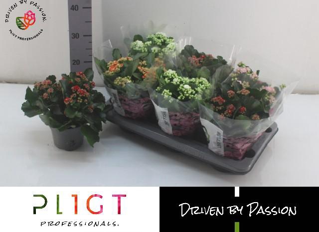 <h4>KAL GE GROOTB GEM</h4>