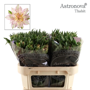 Alstroemeria Astronova Thabit