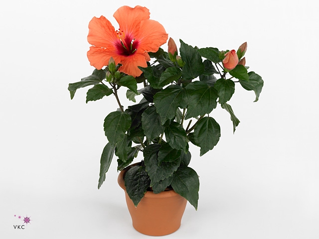 Hibiscus rosa-sin. 'Adonicus Salmo'