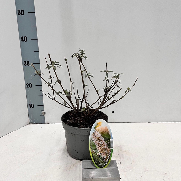 Buddleja White Profusion