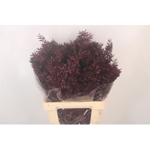 Ruscus. Bordeaux Per Stem