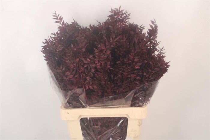<h4>Ruscus. Bordeaux Per Stem</h4>