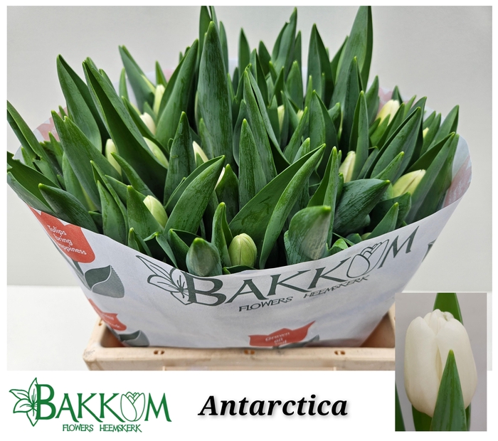 <h4>TU EN ANTARCTICA</h4>