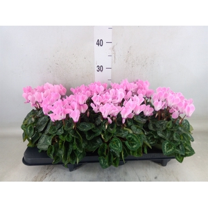 Cyclamen MD   ...