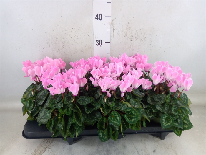 <h4>Cyclamen MD   ...</h4>