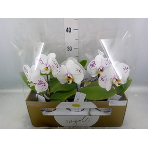 Phalaenopsis   ...