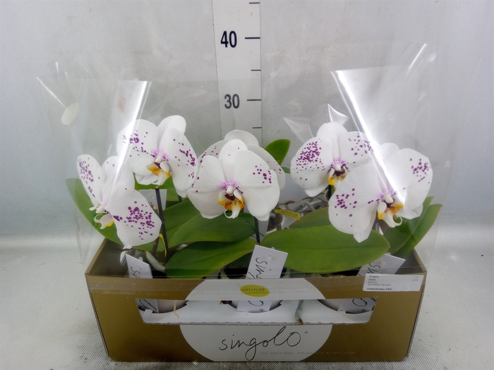 Phalaenopsis   ...