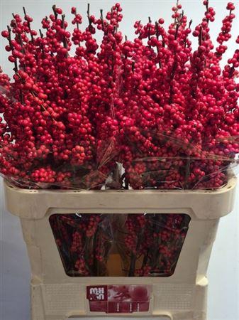 <h4>Ilex Ve Rode Bes</h4>