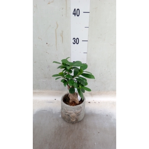 Ficus microcarpa 'Ginseng'