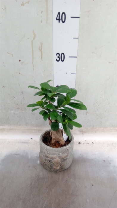 <h4>Ficus microcarpa 'Ginseng'</h4>