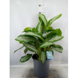 Aglaonema  'Diamond Bay'