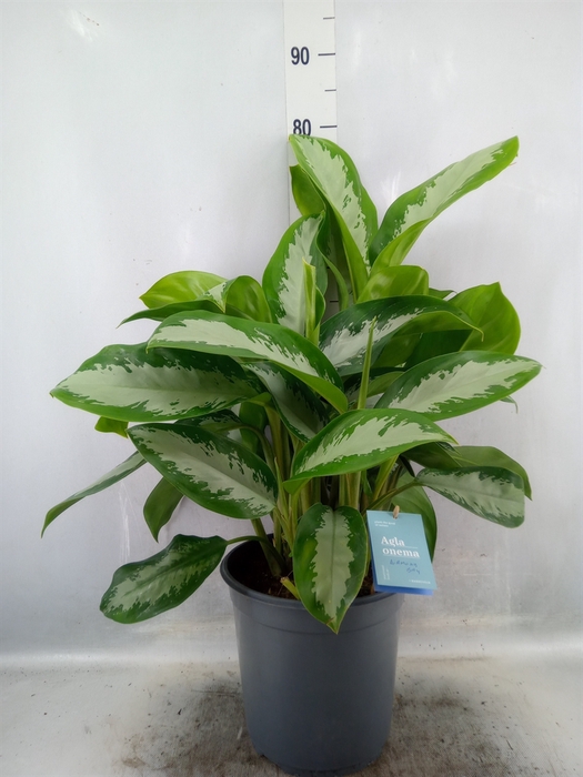 <h4>Aglaonema  'Diamond Bay'</h4>