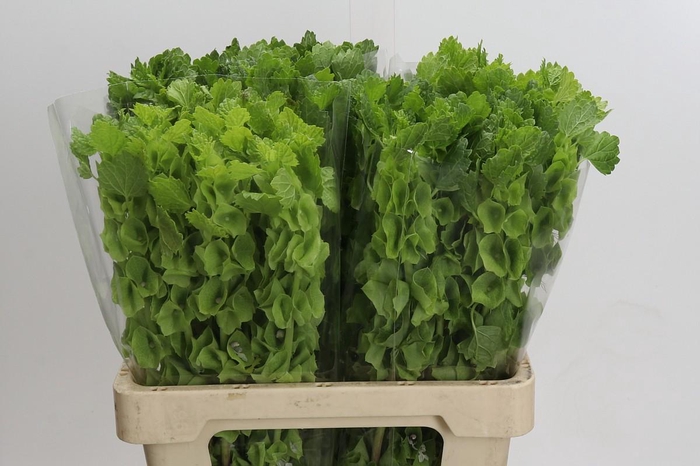 <h4>Moluccella Laevis</h4>