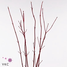 Cornus Cardinal Dec