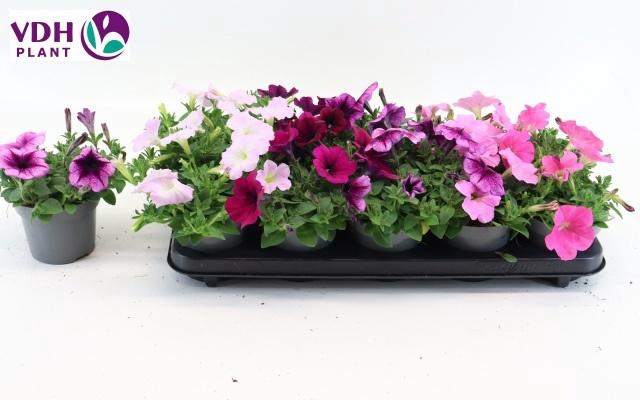 <h4>PET FOR GEM</h4>