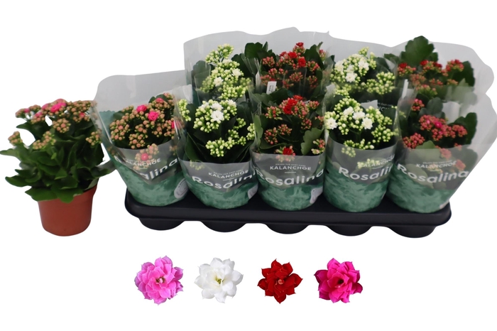 <h4>Kal Ge Ro Gem 4 Kl</h4>