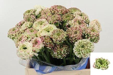 <h4>RAN PON PON CASPER</h4>