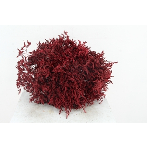 DF Gonio Tat. Bs Bordeaux15pc