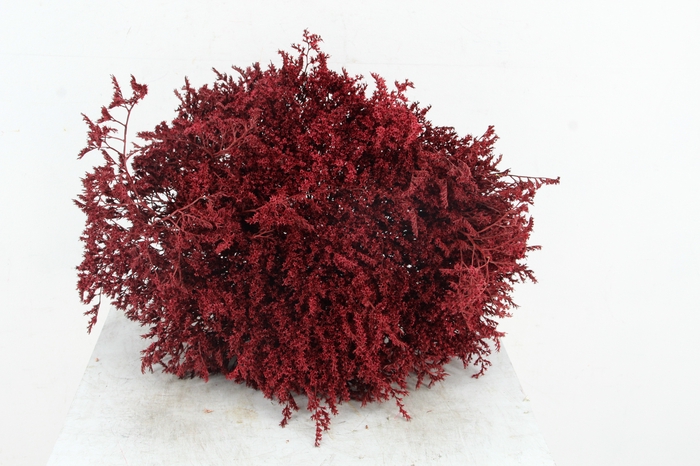 <h4>DF Gonio Tat. Bs Bordeaux15pc</h4>