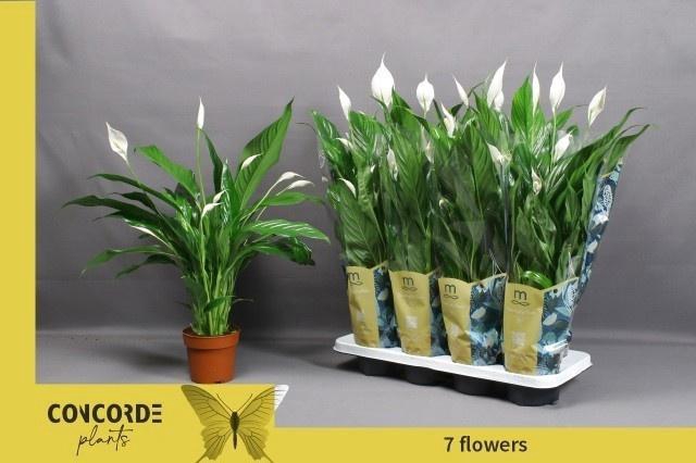 <h4>SPATH SWEET BENITO</h4>