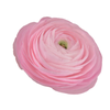 RANUN. ELEGANCE ROSA 040 CM ROSA CLARO