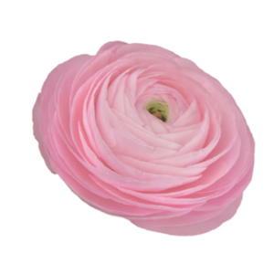 RANUN. ELEGANCE ROSA 040 CM ROSA CLARO