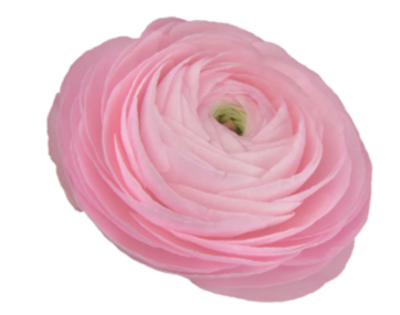 RANUN. ELEGANCE ROSA 040 CM ROSA CLARO